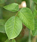 Days 48-54 poison ivy-