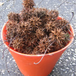 Days 365+73 sweet gum bucket