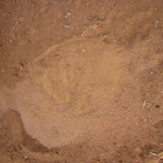 Elephant track