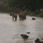 Days 365+78 elephants in river cropped